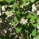 Waxflower